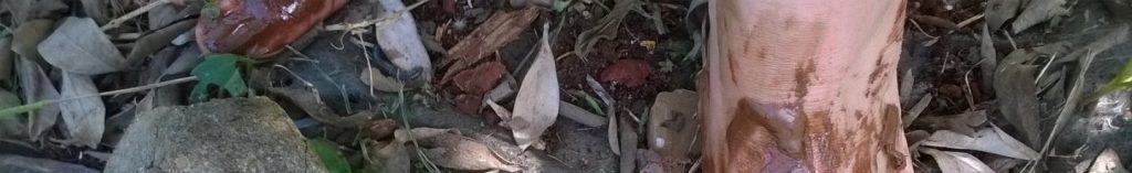 Redimida desde el&nbsp;lodo